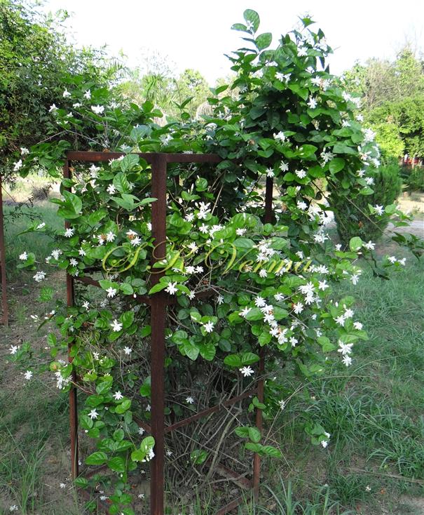  Plant